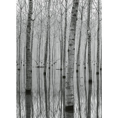 Wall Pops Birch Forest In The Water Wall Mural Greys