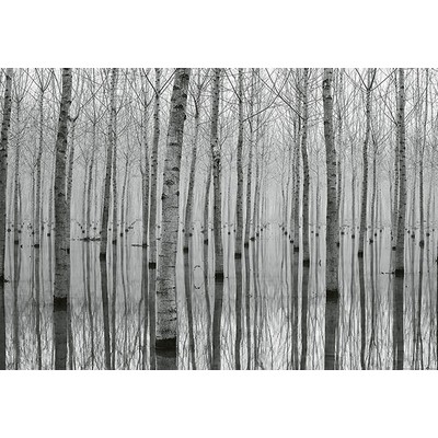 Wall Pops Birch Forest In The Water Wall Mural Greys