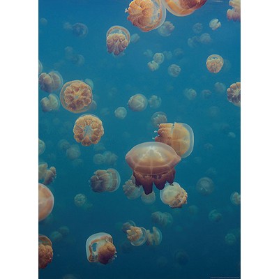 Wall Pops Jellyfish in the Deep Ocean Wall Mural Blues