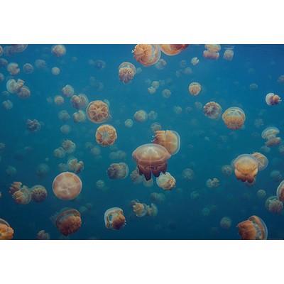 Wall Pops Jellyfish in the Deep Ocean Wall Mural Blues