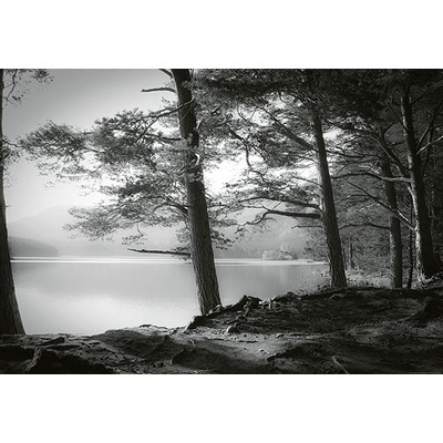 Wall Pops Forest Lake Wall Mural Blacks