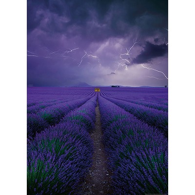 Wall Pops Field Of Lavender Wall Mural Purples