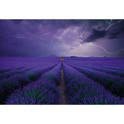 Wall Pops Field Of Lavender Wall Mural Purples