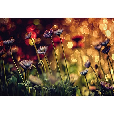 Wall Pops Flowers And Lights Wall Mural Multicolor