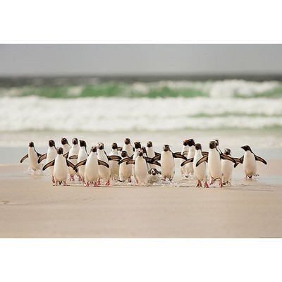 Wall Pops Penguins Walking Wall Mural Multicolor