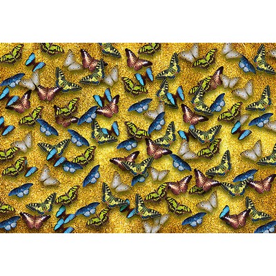 Wall Pops Multicolored Butterfly Mural Wall Mural Multicolor