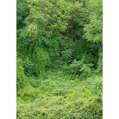 Wall Pops Old Growth Forest Wall Mural Greens