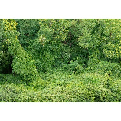 Wall Pops Old Growth Forest Wall Mural Greens