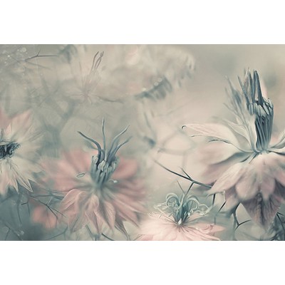 Wall Pops Nigella Flowers Wall Mural Greys