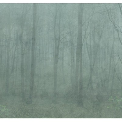 Scalamandre Wallcoverings SKOG - MURAL FOREST GREEN