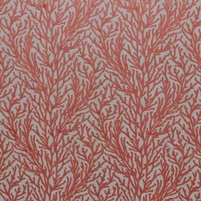 Stout ALVI TIGERLILY