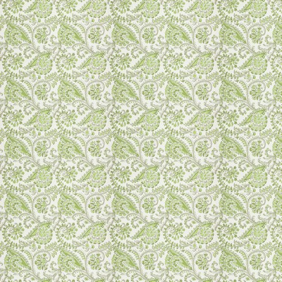 Stout BRISTOL 4 SEEDLING SEEDLING