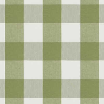 Stout KIAWAH 1 SEEDLING