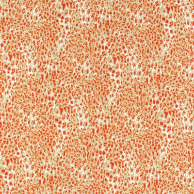 Stout LAHASKA PAPRIKA