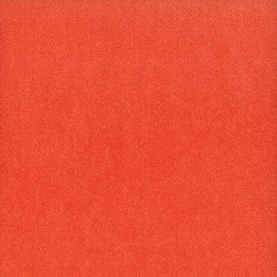 Stout MOORE TIGERLILY