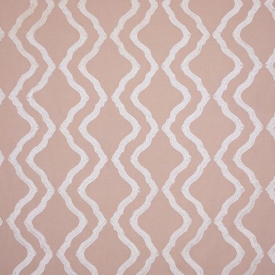 Stout NEBULA CAMELIA