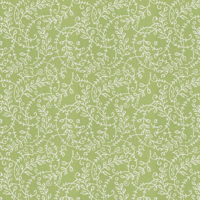 Stout RHUMBA 1 SEEDLING