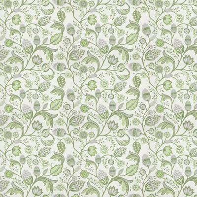 Stout WARWICK 5 SEEDLING