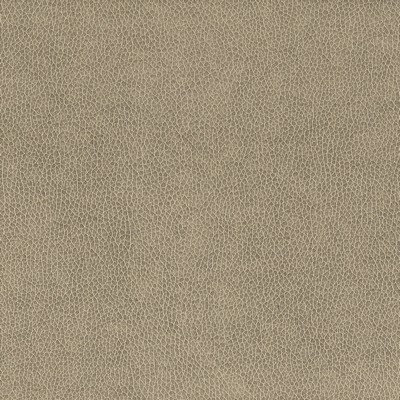 Stout WILKINSON DOVE