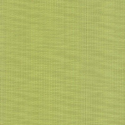 Kasmir AVINO            ENDIVE          