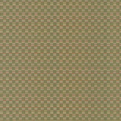 Kasmir CHECK THIS OUT   KIWI            