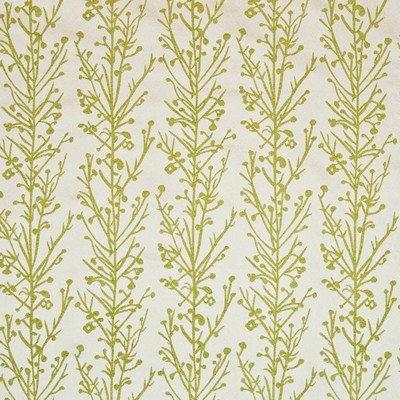 Kasmir JIN JIANG        ENDIVE          