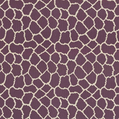 Kasmir MASAI            ORCHID          