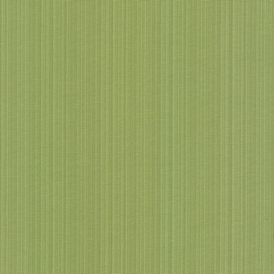 Kasmir VANDA            FERN            