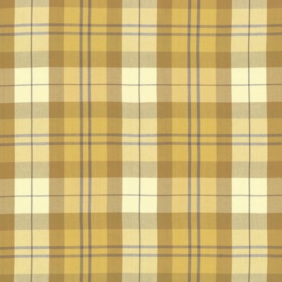 Kasmir Scotty GOLDEN          