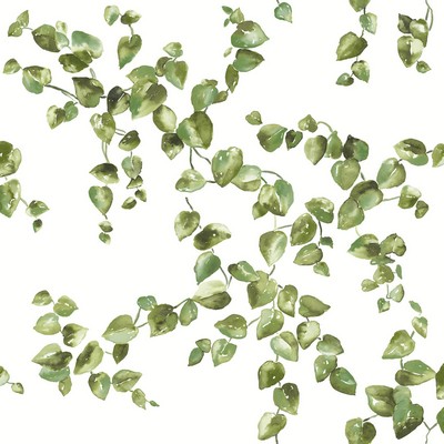 York Wallcovering Creeping Fig Vine Wallpaper Green