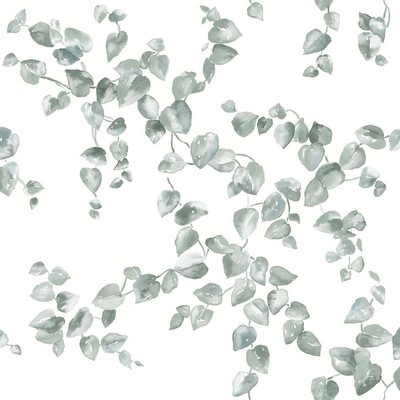 York Wallcovering Creeping Fig Vine Wallpaper Sage
