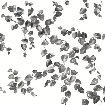 York Wallcovering Creeping Fig Vine Wallpaper Black/White