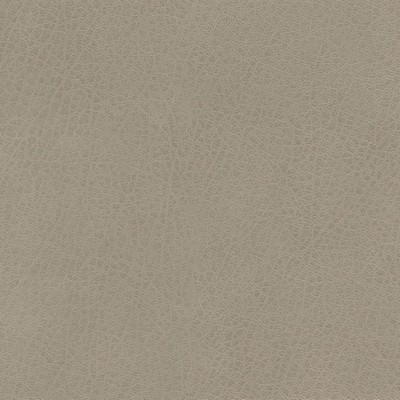 Silver State Isabel Fossil