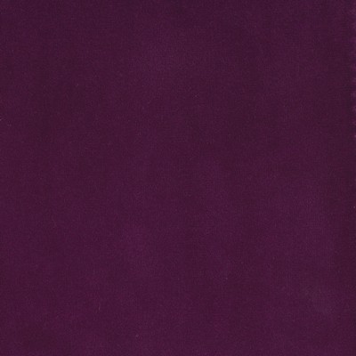 Silver State Lido Elderberry