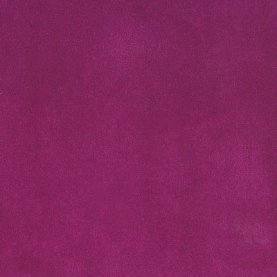 Silver State Lido Tulip