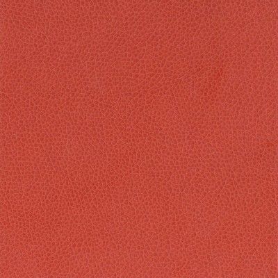 Silver State Nemo Rose