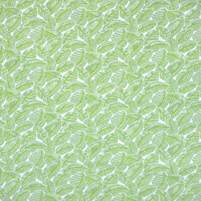 Silver State Sherwood Macaw