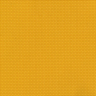 Silver State Sydney Acacia