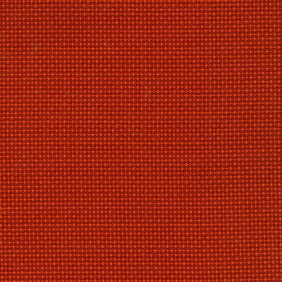 Silver State Sydney Anemone