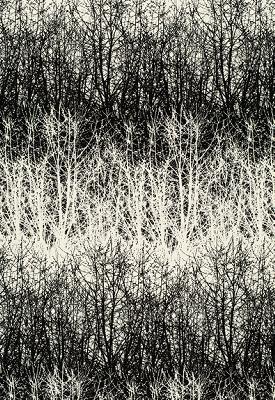 Schumacher Fabric BIRCHES BLACK