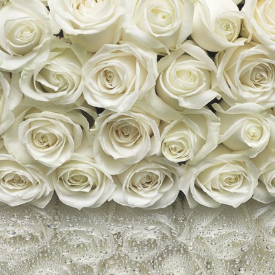 Brewster Wallcovering A la Rose Wall Mural Whites & Off-Whites