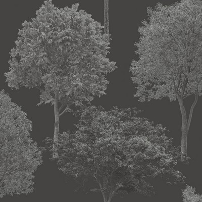 Brewster Wallcovering Tree Tops Black Photographic  Wallpaper Black