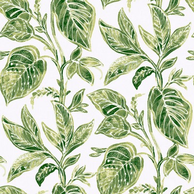 Brewster Wallcovering Green Caryota Peel & Stick Wallpaper Greens