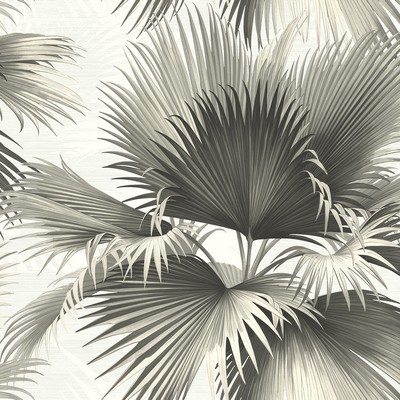 Brewster Wallcovering Endless Summer Black Palm Wallpaper Black