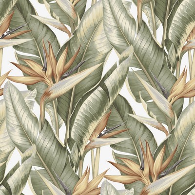 Brewster Wallcovering Arcadia Light Green Banana Leaf Wallpaper Light Green