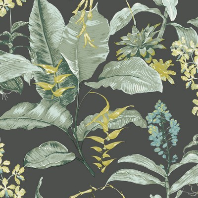 Brewster Wallcovering Maui Black Botanical Wallpaper Black