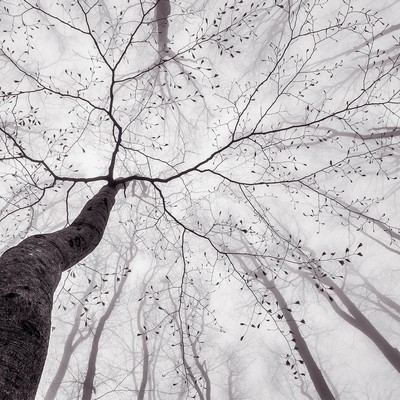 Brewster Wallcovering Inside the Trees Wall Mural Greys