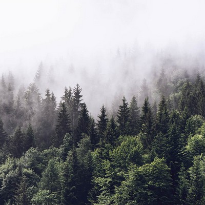 Brewster Wallcovering Foggy Forest Wall Mural Greens