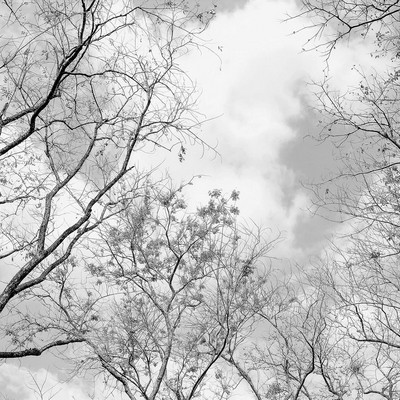 Brewster Wallcovering Tree Tops Wall Mural Greys