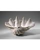 Clam Shell Bowl 02799